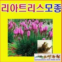 (소망)리아트리스 모종(구근 20개 묶음)/색상랜덤