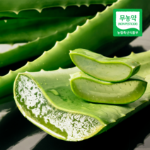 친환경인증 무농약 알로에베라 생알로에 식용알로에 사포나리아, 알로에베라 5kg, 1개