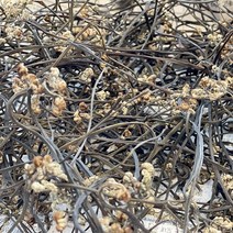 제주 고사리 햇고사리 건고사리 자연산 100g 200g 300g, 제주 자연산 건고사리 200g