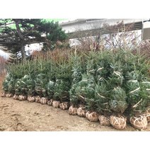 구상나무 H1.5m 판매, 1개