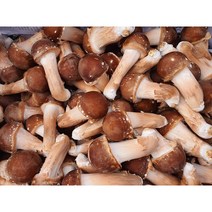 [원탑] 산지직송 직접 수확 맛있는 참송이버섯 명품 500g 1kg