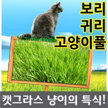 캣그라스 새싹 귀리 보리 씨앗, 새싹귀리
