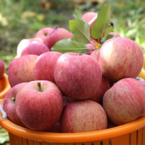 산지직송 경북 청송 안동 아삭이 꿀 사과 부사 중과 대과 특과 10kg