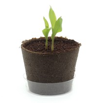 옥수수씨 옥수수씨앗 자연교구 식물키우기키트