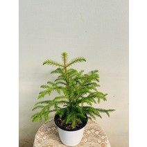 겨울식물 아라우카리아 중품 35~60cm 89, 1개