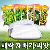 새싹 재배기 (대)/씨앗 28종/식물 재배기/채소재배기/수경재배기, 04. 새싹 들깨, 25g
