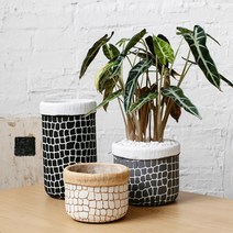 다육이화분 리톱스 아악무 듀가르손 만손초 트리옵스 다육이알뜰장터 다유기 F, 5번