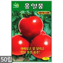 다다기오이 씨앗 15립 - 오이씨 오이씨앗 다다기오이씨앗 오이 씨 다다기오이씨 반백계 주말농장 텃밭, 11_홍일품토마토(50립)