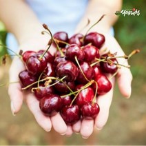 식탐대첩 칠레 생 체리 5kg (10row), 단품