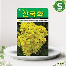 산국화씨앗 10000립, 1개