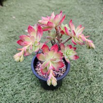 다육세상 다육이 박하장