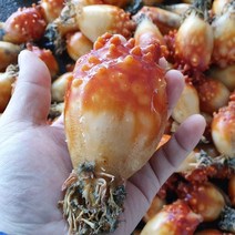통영 제철 돌멍게 활멍게 냉동 손질 깐멍게 멍개, 자연산 돌멍게 1kg