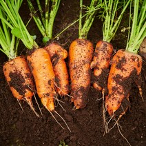 맛집사 유기농 당근 무농약 흙당근 친환경 국내산 햇당근 쥬스용 업소용당근 가정용당근 3kg 6kg 10kg, 5kg