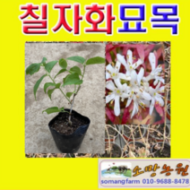 (D소망)칠자화나무묘목(포트) 4그루