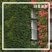 내꽃농원 담쟁이덩굴 포트 10주 묶음