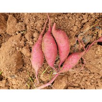 지승이네농장 23년 수확한 햇 꿀밤고구마, 1박스, 한입(20g~50g)5kg