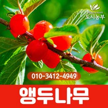 앵두 접목1년 특묘 나무 묘목 도시농부