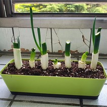 집에서 파 키우기 기르기 파테크 흙 파뿌리심기 집에서 대파키우기 베란다 옥상 텃밭 키트 배양토 포함 저면관수 화분 토마토키우기