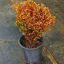 둥근 서양 측백 골든 투펫 삽목 3년 포트묘 1개 묘목