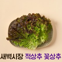 국산 국내산 꽃상추 적상추 상추 쌈채소 가정용 업소용 쌈 1kg 2kg 3kg 5kg, 적상추 1kg