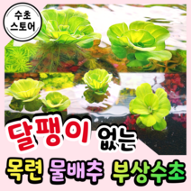 [수초스토어] 이쁜 부상수초 목련물배추 / 구피 새우 어항 수초 쉬운 키우기 예쁜 수경식물 공기정화식물 은신처 초보 자연 풍성한 흑사 무이탄 치어 베타 열대어, 1뿌리