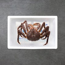 [은하수산] 레드 활 킹크랩 선물세트 1.8-2.0kg 1마리, 단품