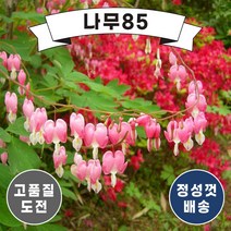 (나무85) 야생화 10종 시리즈 (금낭화 분홍바늘꽃 용담 할미꽃 팜파스그라스 은방울꽃 앵초 산수국 돌단풍), 4. 할미꽃 포트 (5주묶음)