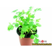 고수(코리안더)