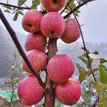 강원도 청정 산지 직송 양구 새콤달콤 아삭한 명품 부사 후지 사과 설렘마당 특별가 5kg, 10kg-40중소과(가정용)