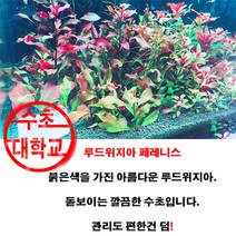 수초대학교 루드위지아 페레니스 3촉