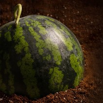 달콤시원한 고당도 꿀수박 4 5 6kg, 고당도 꿀수박 4kg