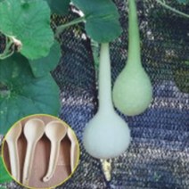 정원 화단꾸미기 조롱박씨앗 원예종묘 긴 바가지 조롱박 꽃 공예 꽃씨 종자 씨앗 품종 5립 (다올샵)_789EA, 본상품선택