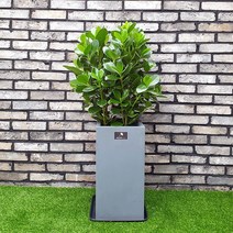 흰내 실내공기정화식물 크루시아 인테리어 화분 플랜테리어 서울 경기지역만 배송가능, 1개