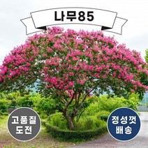 (나무85) 배롱나무(목백일홍) 12종 시리즈, 11.자엽배롱 블랙다이아몬드(적색꽃)  4치장포트