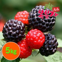 고창특산물 복분자 생과 로얄특상품 5kg (급냉) -로로, 고창 햇 복분자 생과 5kg(급냉)
