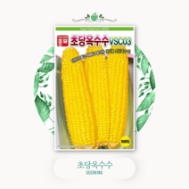 VSC 초당옥수수 100립