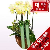 대박플라워 포춘호접 서양란 승진선물 취임란 영전 이전선물 개업선물 부모님선물 꽃배달