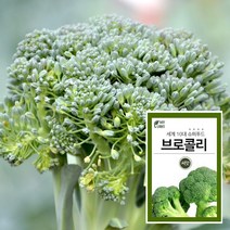 마이플랜트 브로콜리 씨앗 채소 야채 텃밭