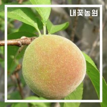 내꽃농원 개복숭아 R5cm