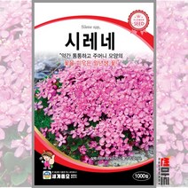 시레네 1000립 / 일년생 꽃씨 씨앗 화단 정원 꽃밭