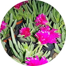 신월꽃 요술꽃 다육식물 꽃화분, 신월