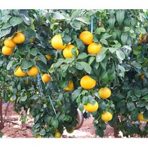 제주 황금향 선물용 상품 못난이 과즙팡팡, 중품 못난이 10kg(사이즈혼합)