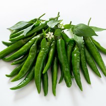 맛있게 매운 청양고추 1kg 3kg 5kg 10kg, 1박스, 청양(상) 10kg