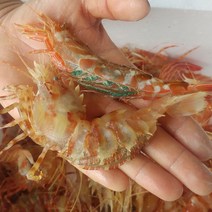 나라수산 선주직송 독도새우 닭새우 꽃새우 300g 500g 도화새우, 1팩, 닭새우(급냉)500g