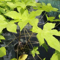 민엄나무포트묘 (가시없는 엄나무), 가시없는엄나무30센치이상