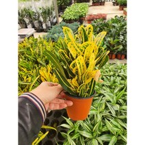 크로톤 바나나 소품 랜덤, 1개