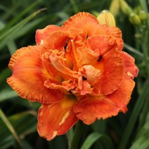 서양겹원추리 어썸 럭 -1포트(15cm))데이릴리(히메로칼리스)