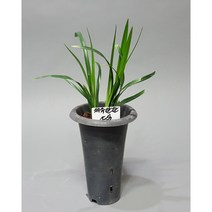 동양난/제주한란/취미난/고급난/선물용난/희귀난/동양란전문, (4)제주한란단엽황복륜(포트/3촉)