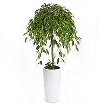 [젠틀맨플라워] 킹벤자민 A [OW-1044] [관엽식물/실내공기정화식물/승진축하화분/집들, 종류:킹벤자민 A [OW-1044]