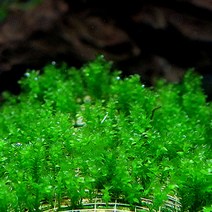 디스치코필름 활착 모스 50잎 [활착용/잎당3cm]